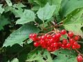 2014-0802-1350_Viburnum_22,8C